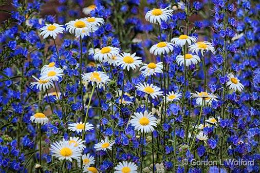 Wild Daisies Amid Lupin_27009.jpg - Photographed near Perth, Ontario, Canada.